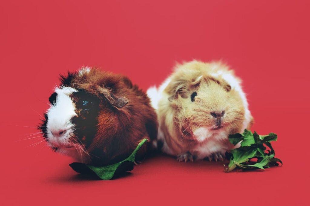 two-brown-and-beige-guinea-pigs