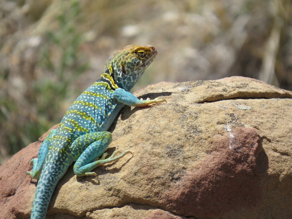 collared-lizard