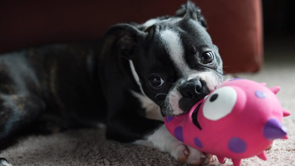 Boston Terrier chewing bright pink squeaky toy