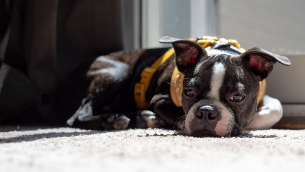 Resting Boston Terrier wearing yellow harness indoors