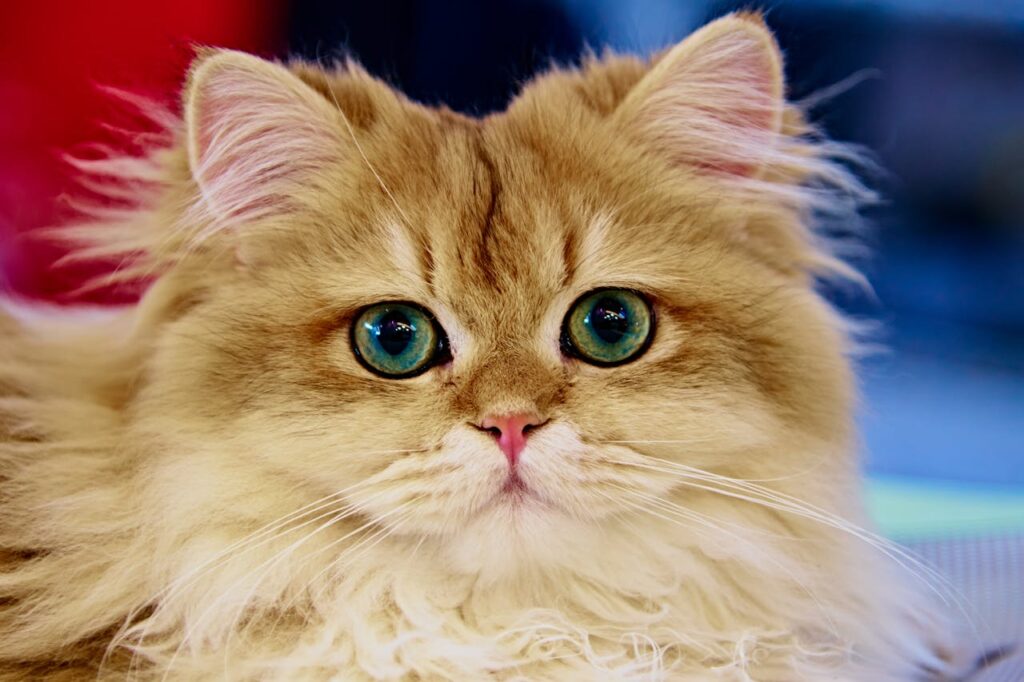 persian cat