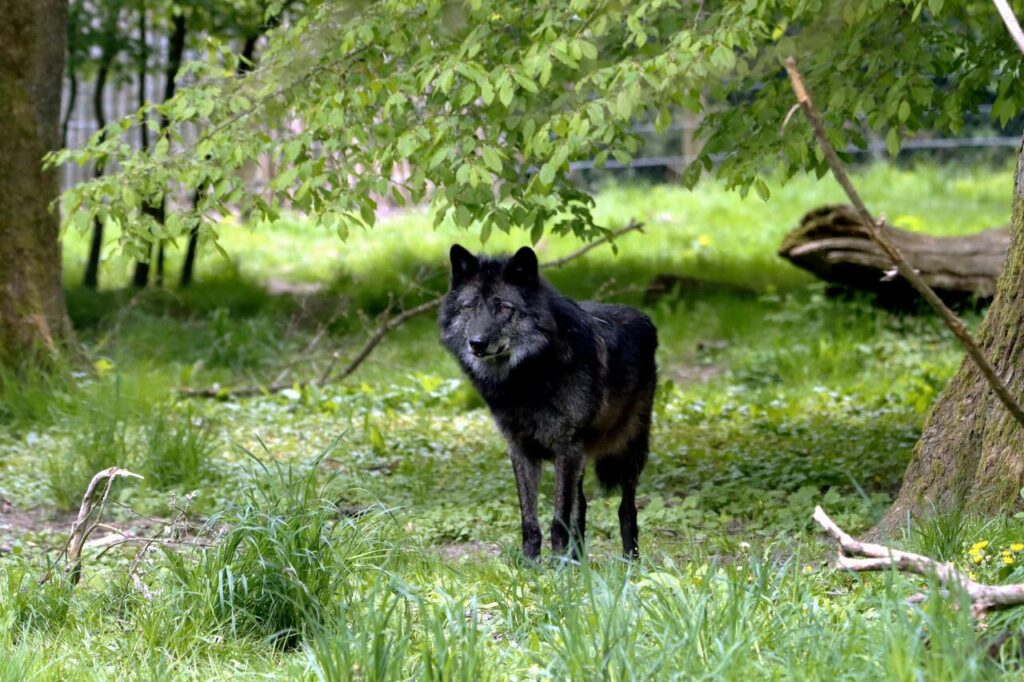 black wolf dog