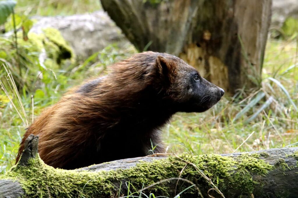wolverine