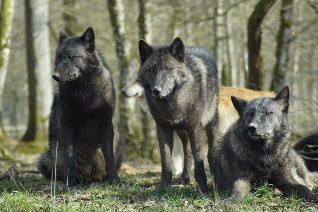 black wolf