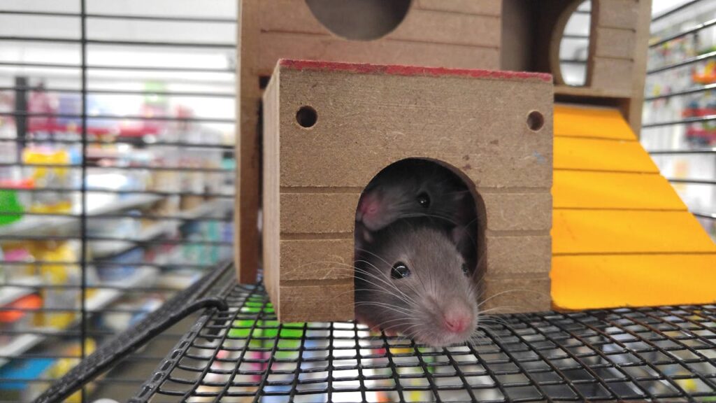mice