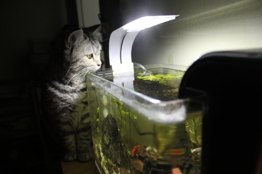 Worst Pets To Get If You Have a Cat