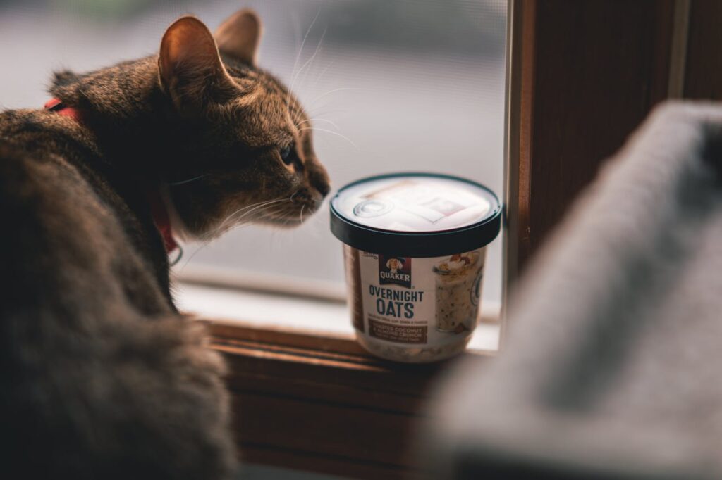 cat stealing food
