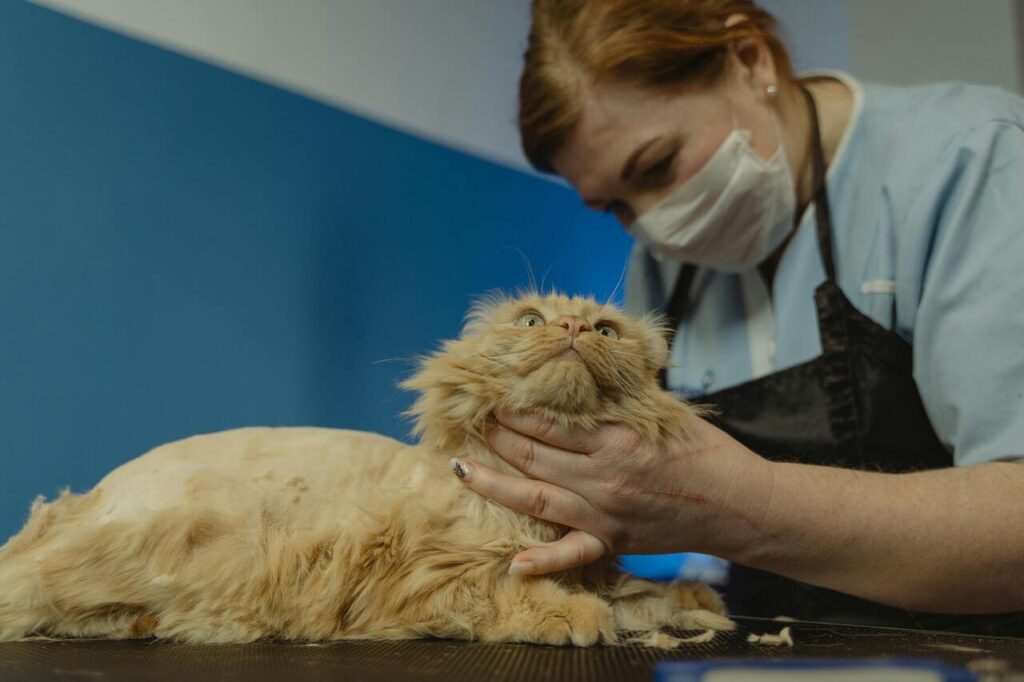 Orange cat groomed gently by masked veterinarian.