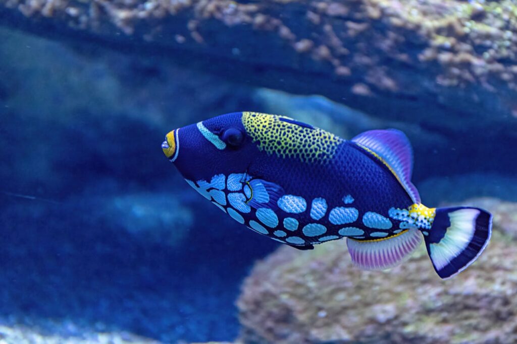 Clown Triggerfish