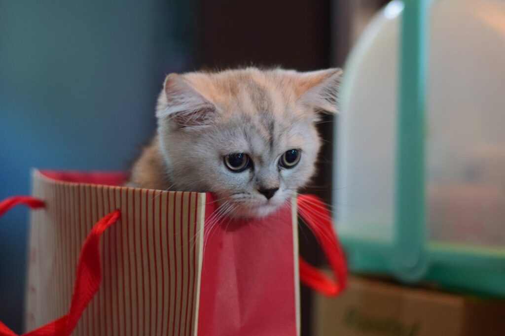 cat gift