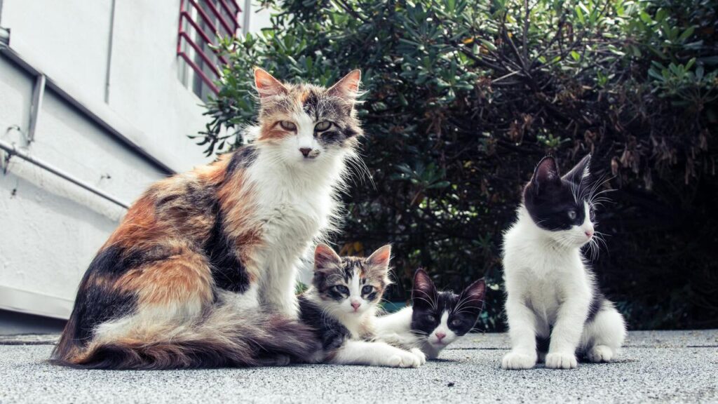 Mother cat sitting with her three kittens.