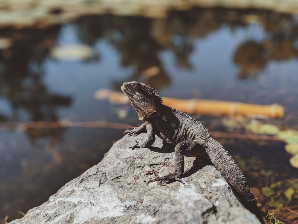 water dragon