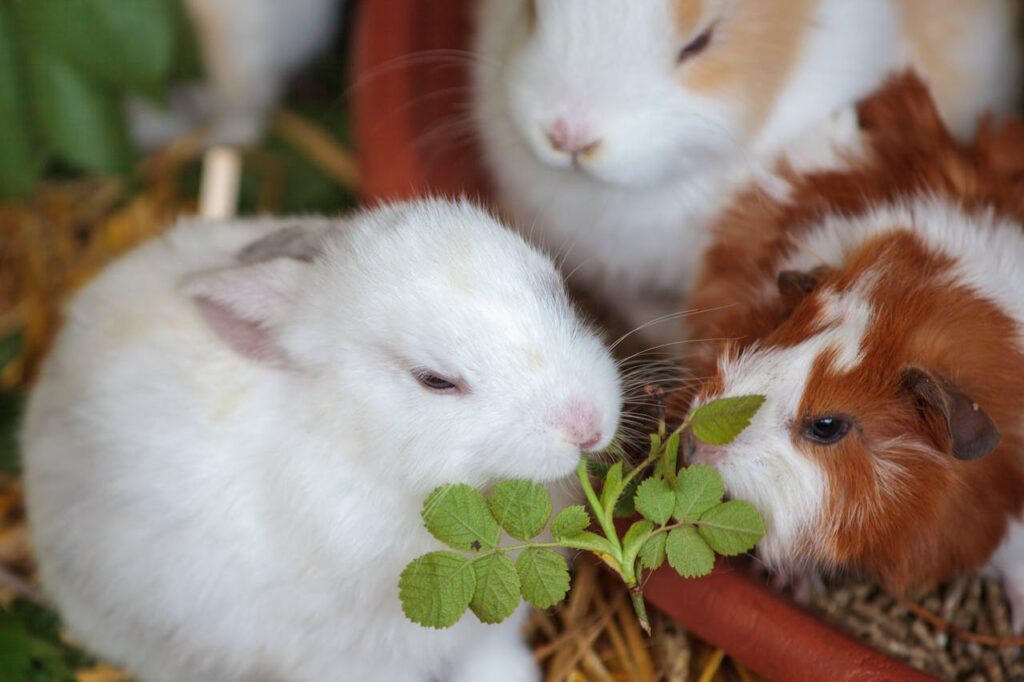 bunnies eating plants