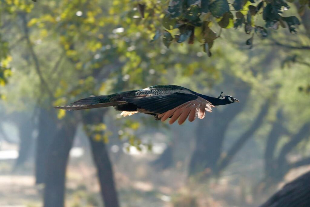 Peacock flying