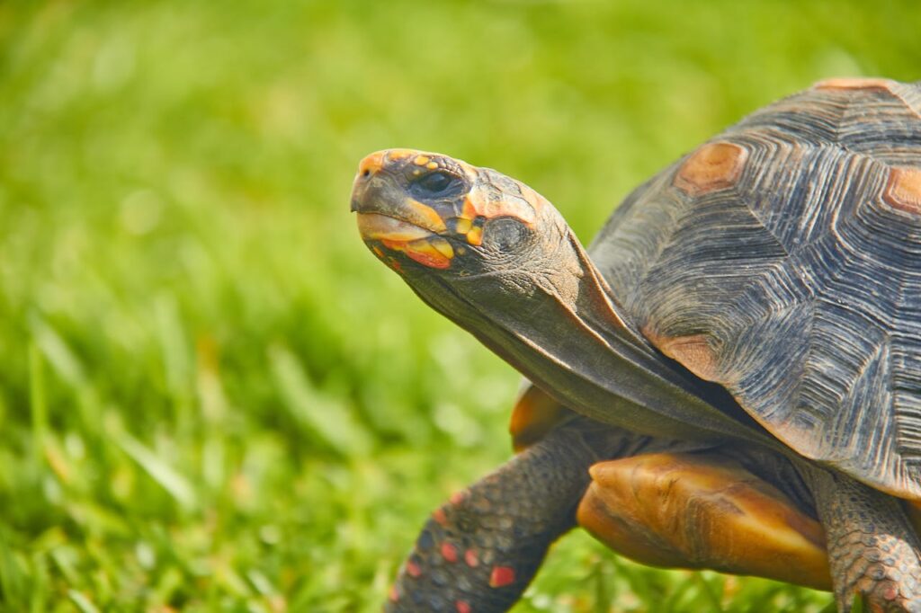 red-footed-tortoise