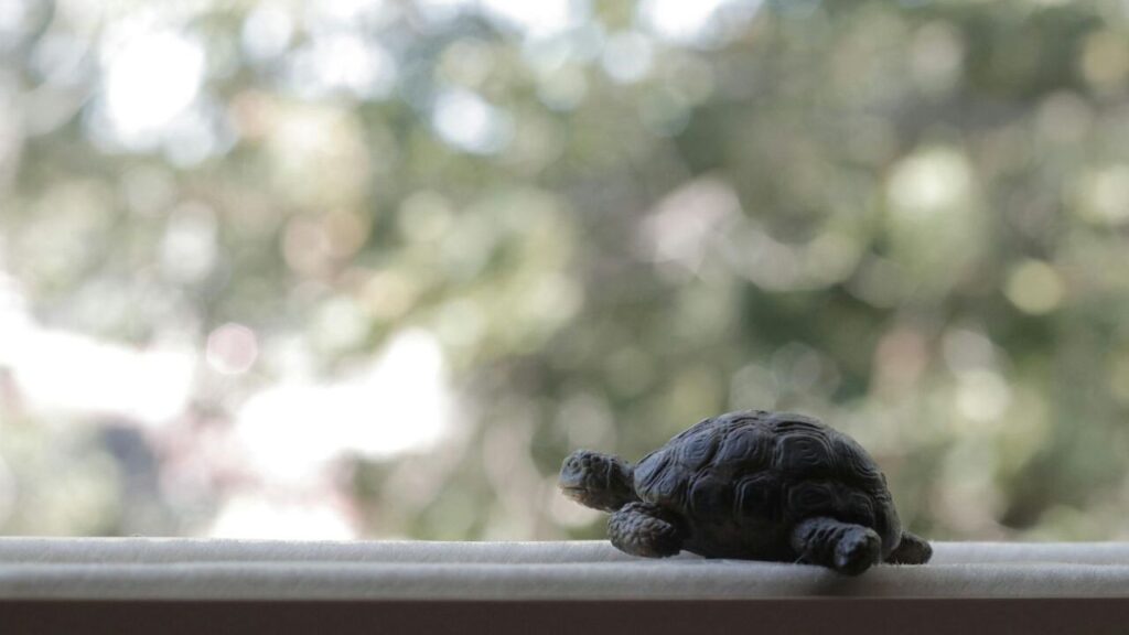 A small turtle sitting on a windowsill with a blurred outdoor background.