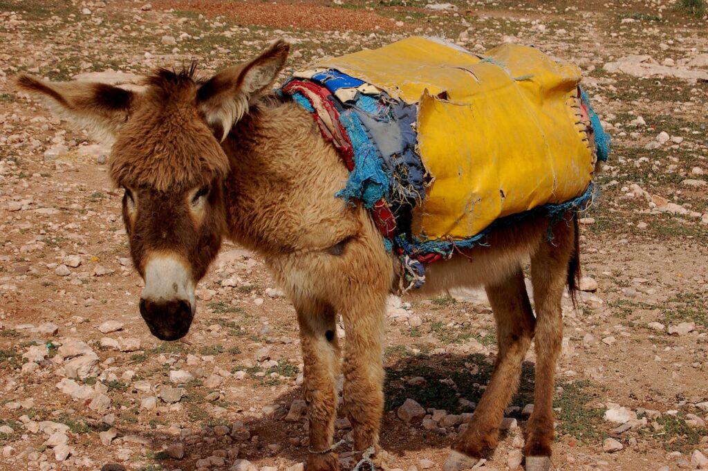 Fun Facts About Donkeys You Didn’t Know