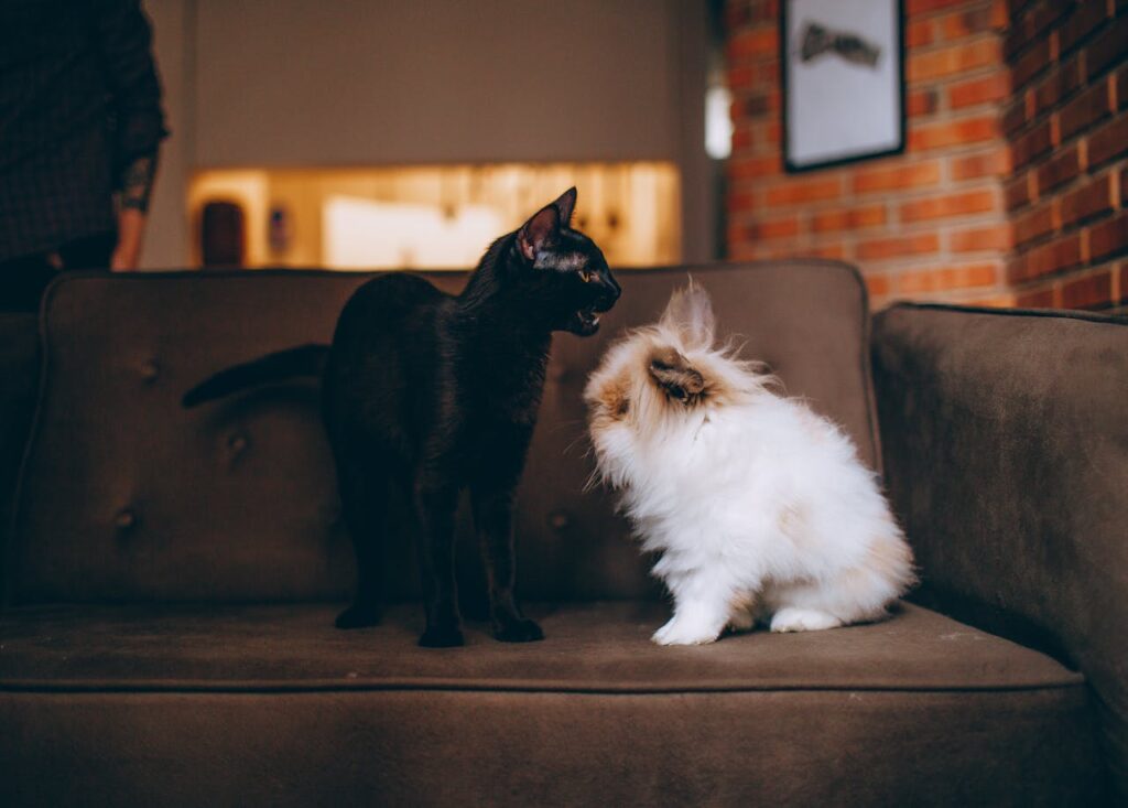 Worst Pets To Get If You Already Have a Cat