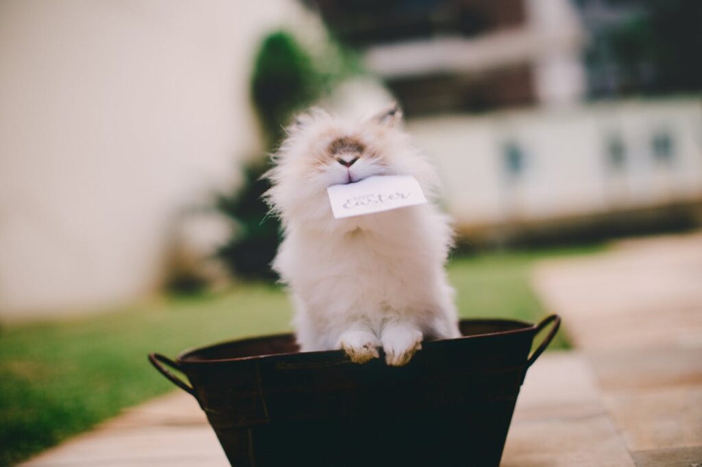 turkish angora