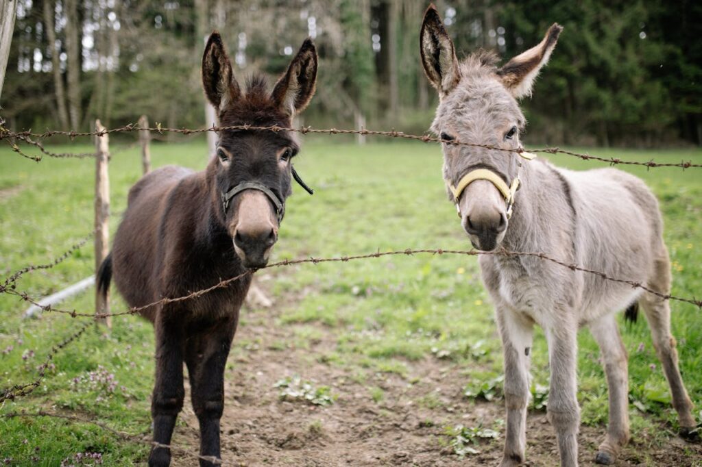 Fun Facts About Donkeys You Didn’t Know