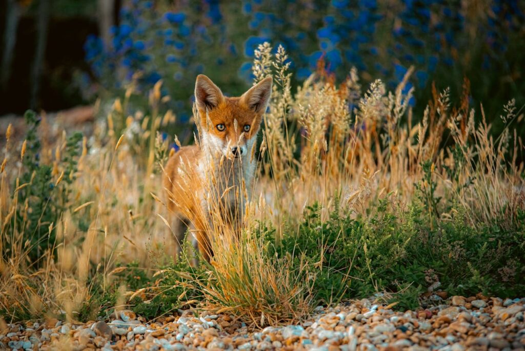 orange-fox-between-tall-grass-and-weeds