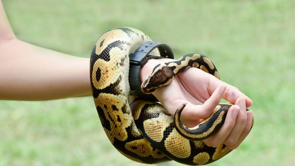 ball python