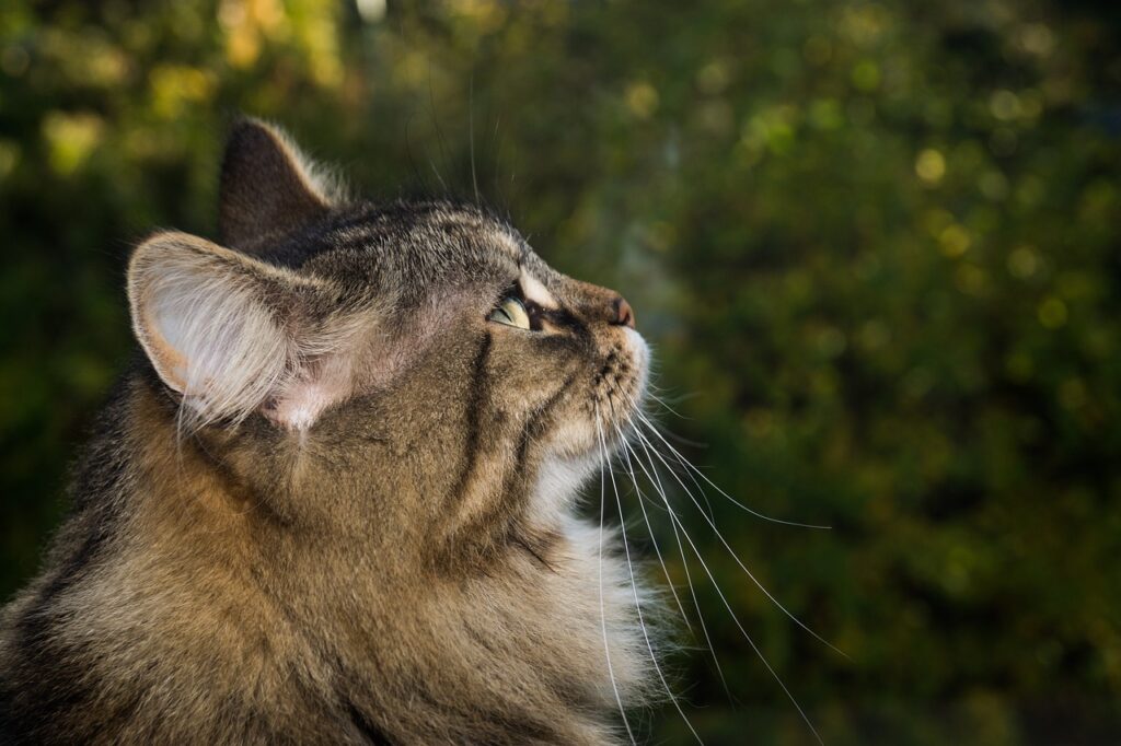 A Norwegian Forest Cat peering at the sky