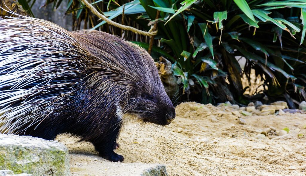 porcupine