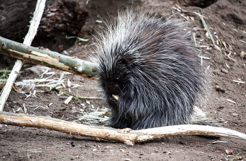 porcupine