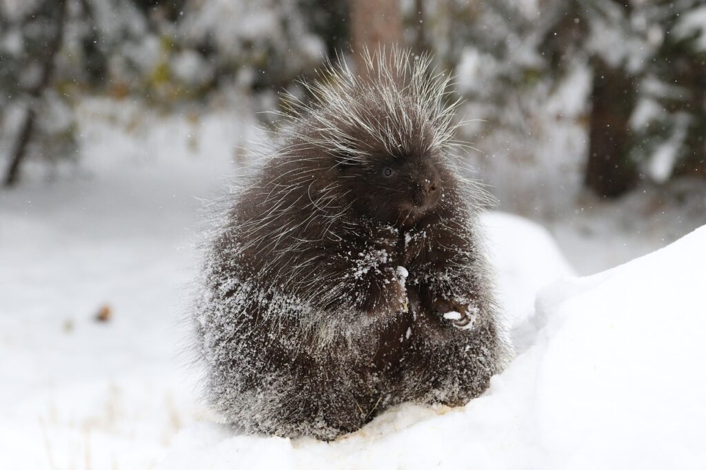 porcupine