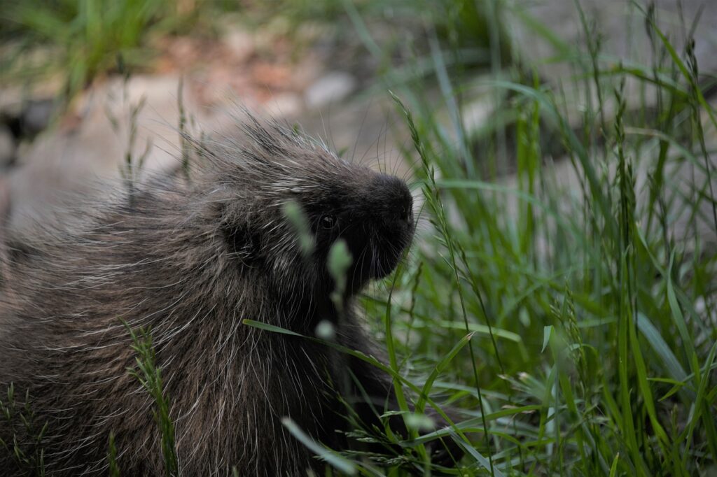 porcupine