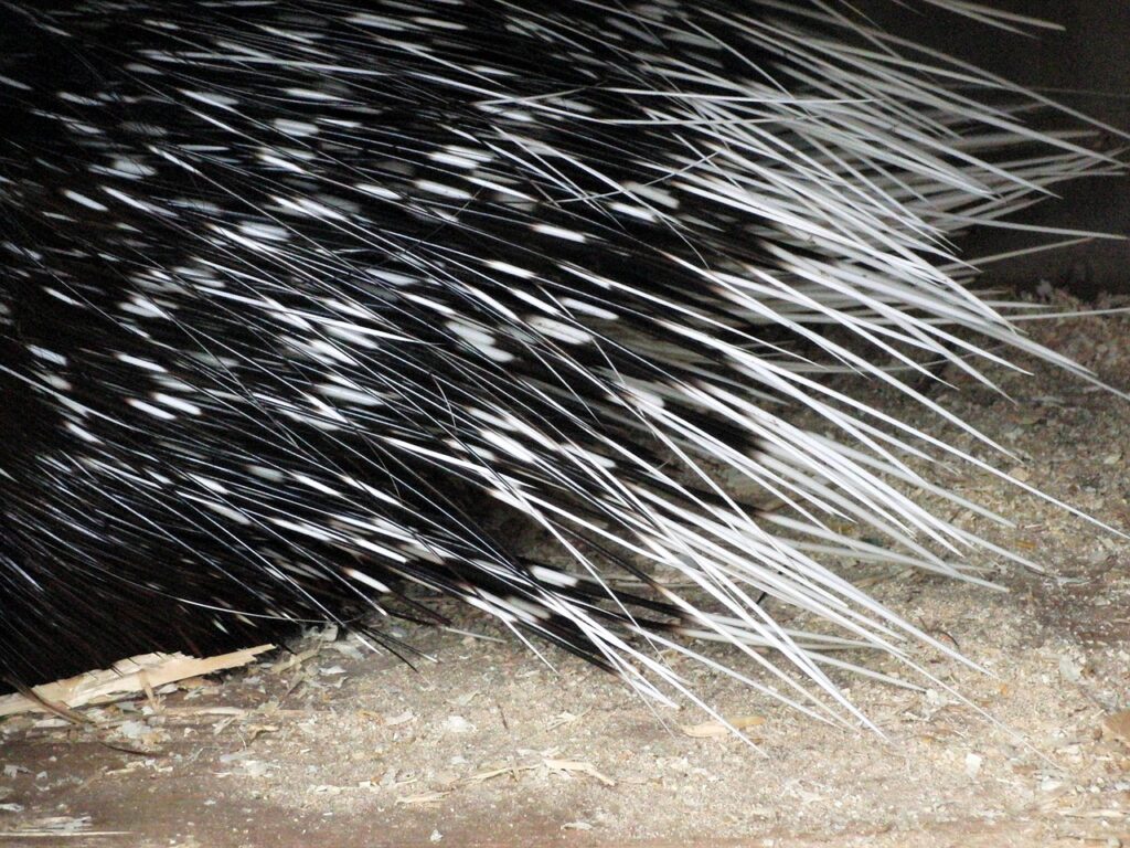 porcupine
