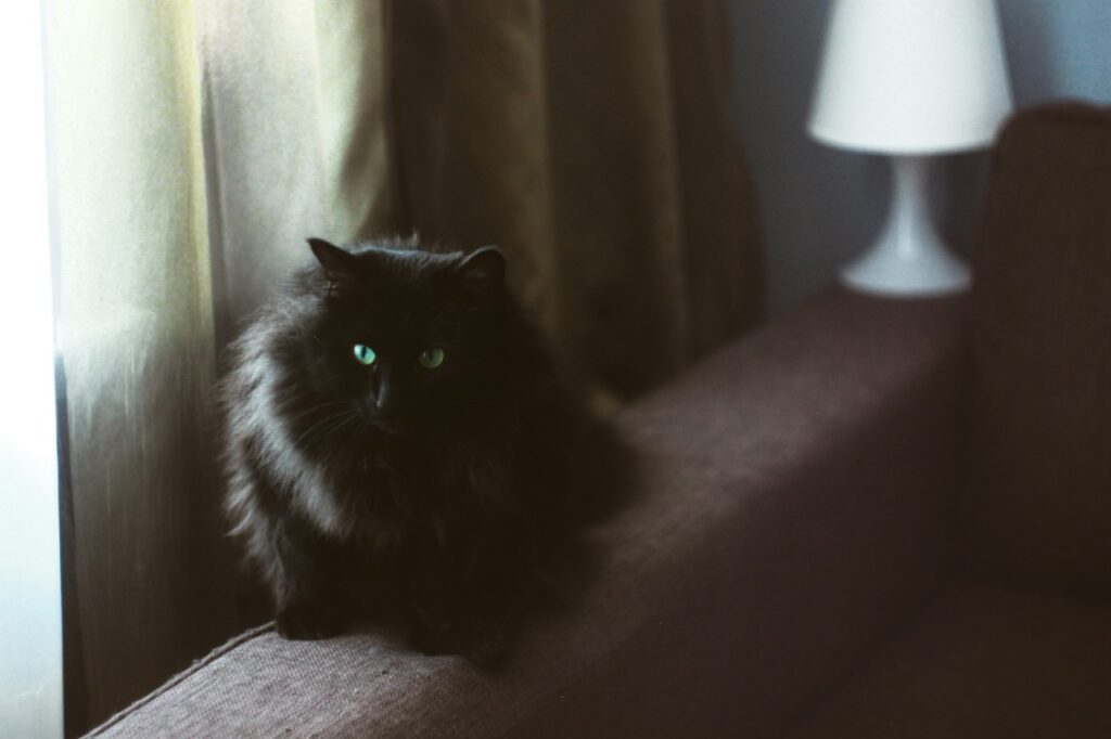 Siberian blackcat sitting on couch indoors