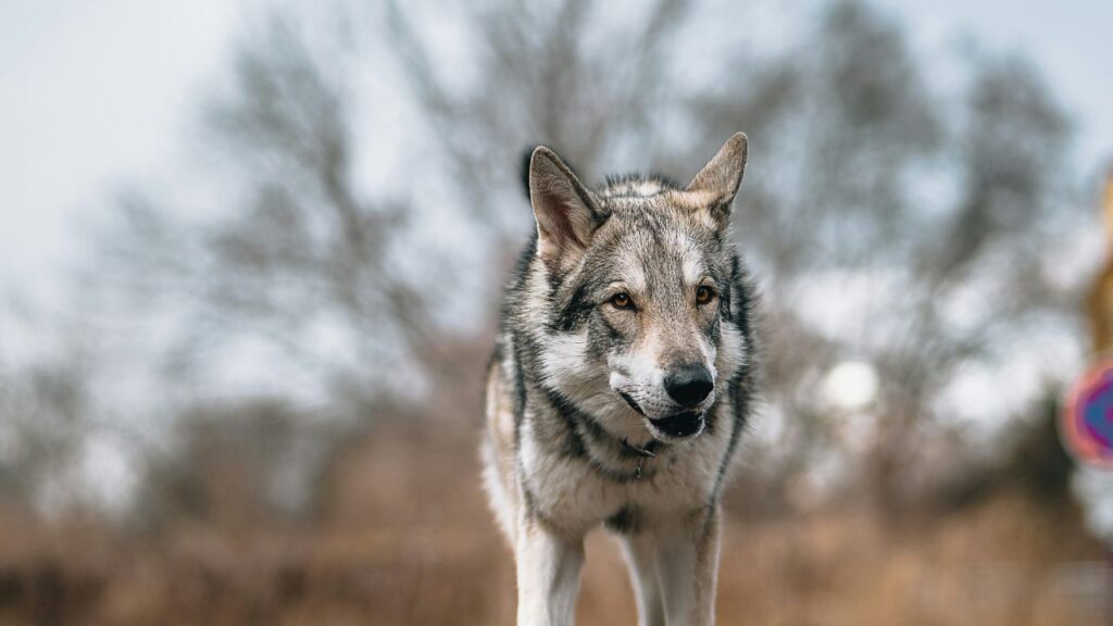 Wolfdog