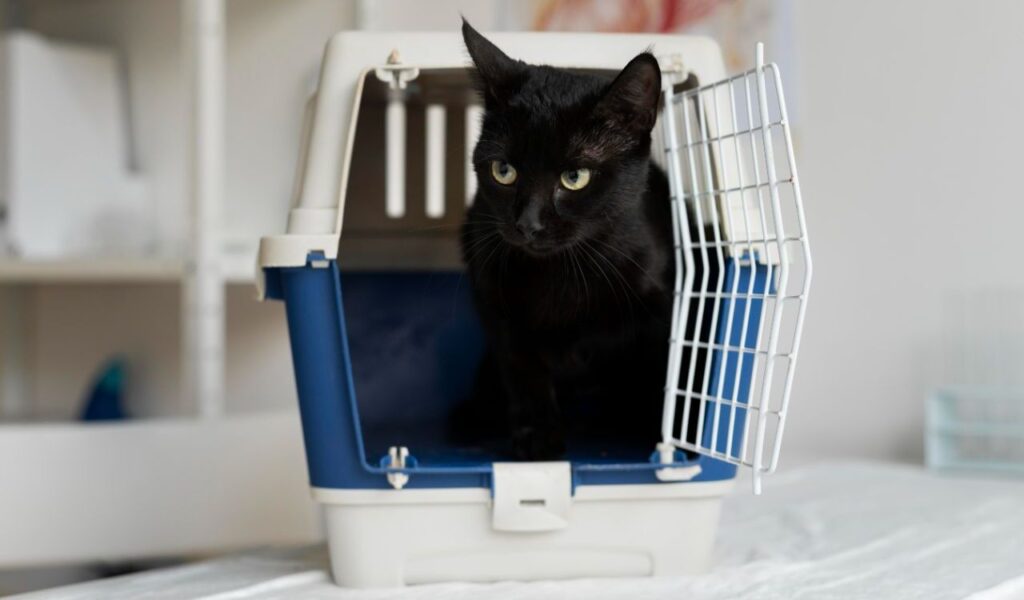 black cat stepping out of a carrier