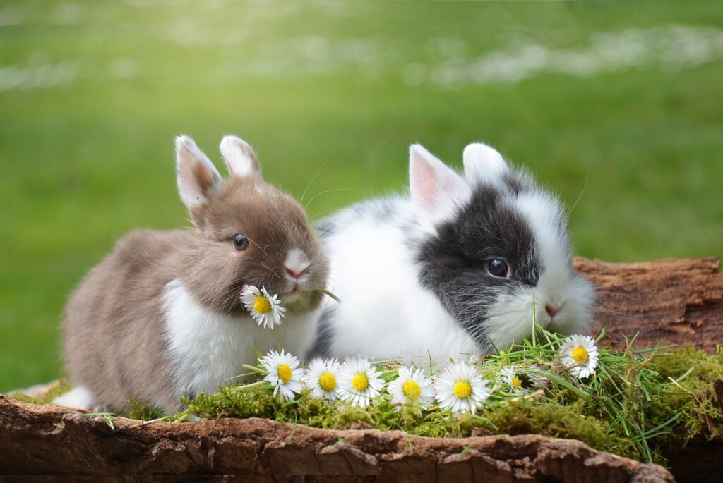 rabbits