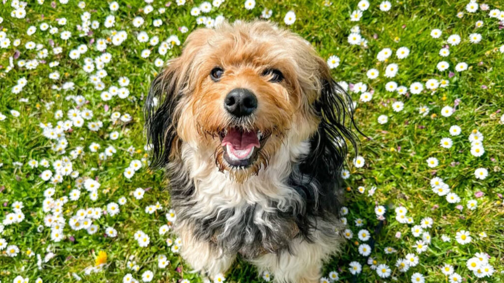 Jack-A-Poo in a bed of flowers