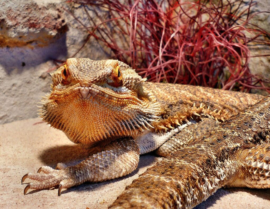 Bearded Dragons