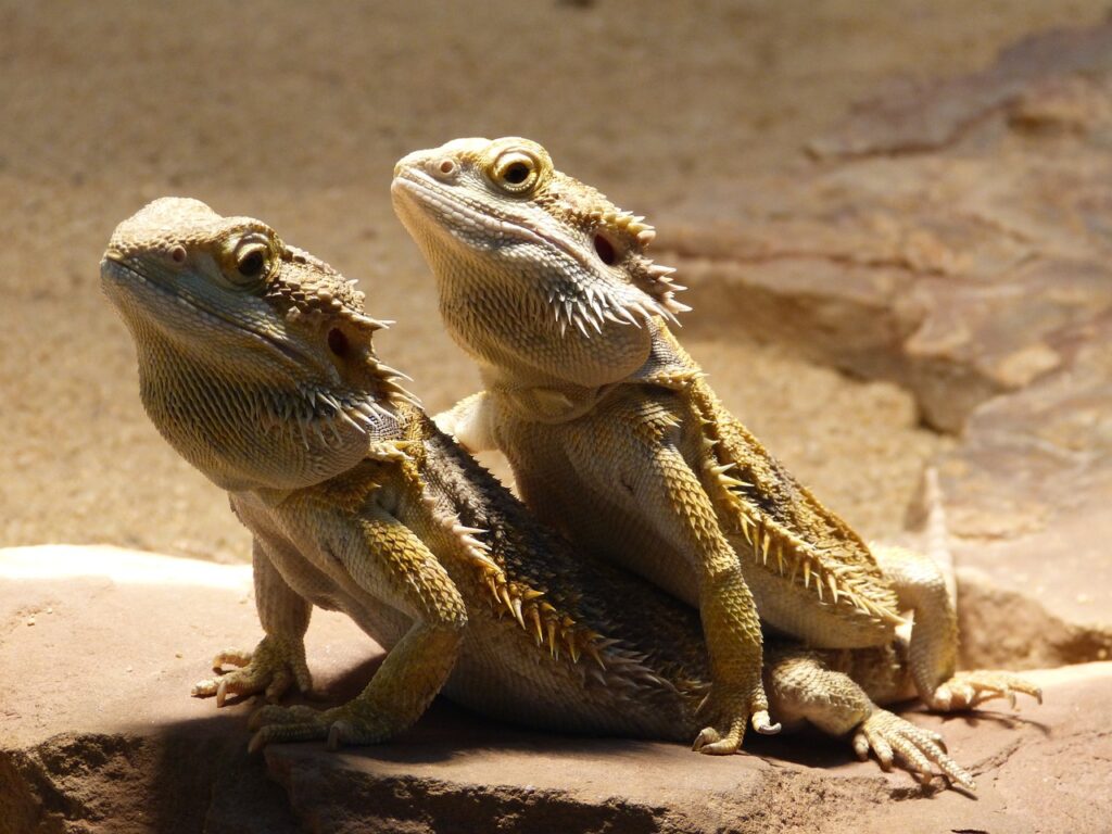 Bearded dragon