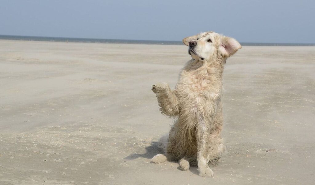 Dog Breeds With Huge Vet Bills