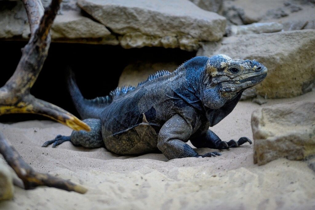 Rhinoceros Iguana