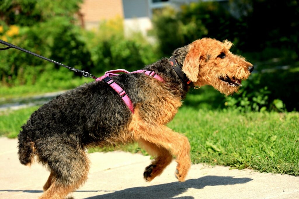Airedale Terrier wearing a pink harness on a leash outdoors