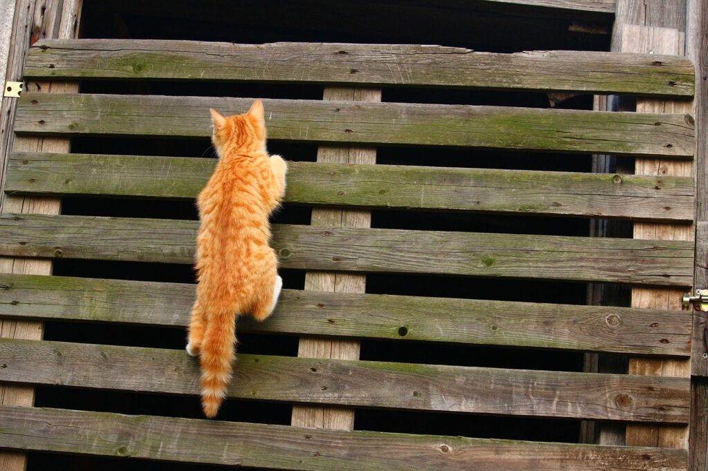 A Cat climbing