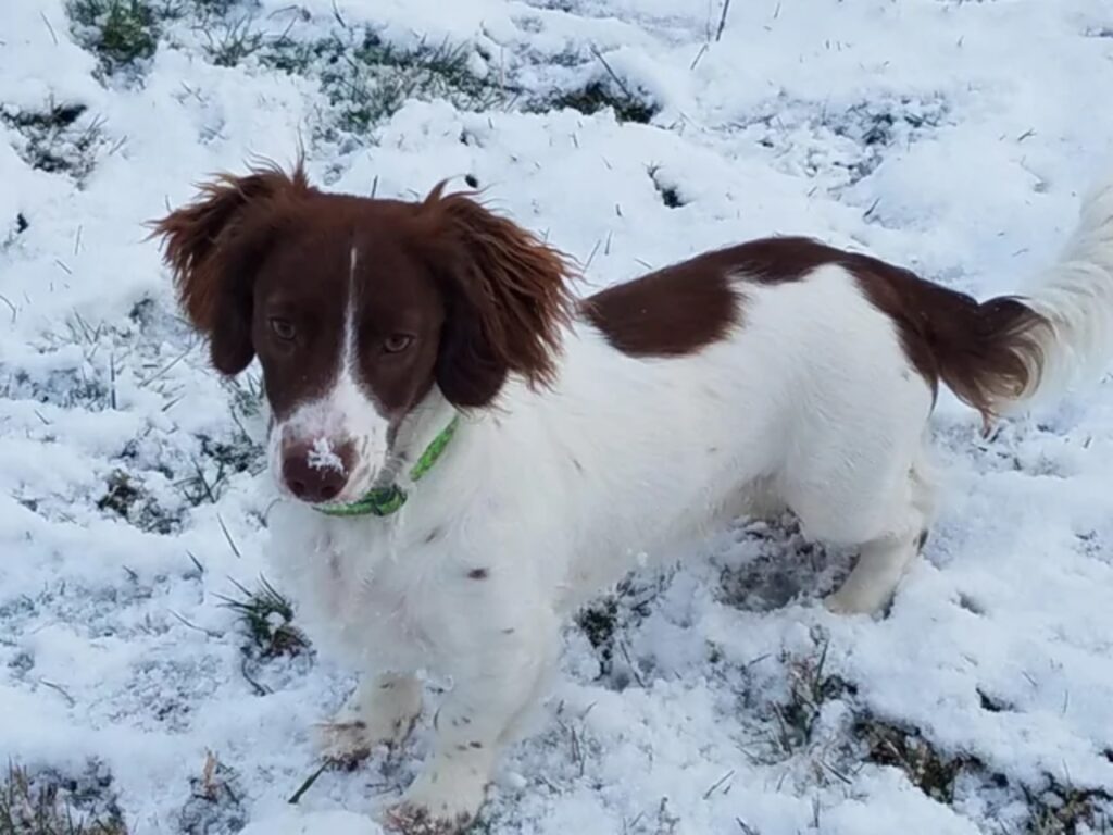 Dachshund and Brittany Spaniel Mix