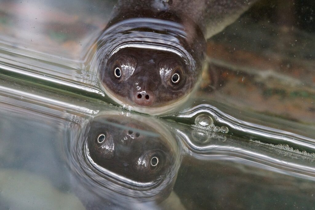 roti-island-snake-necked-turtle-7051332_1280