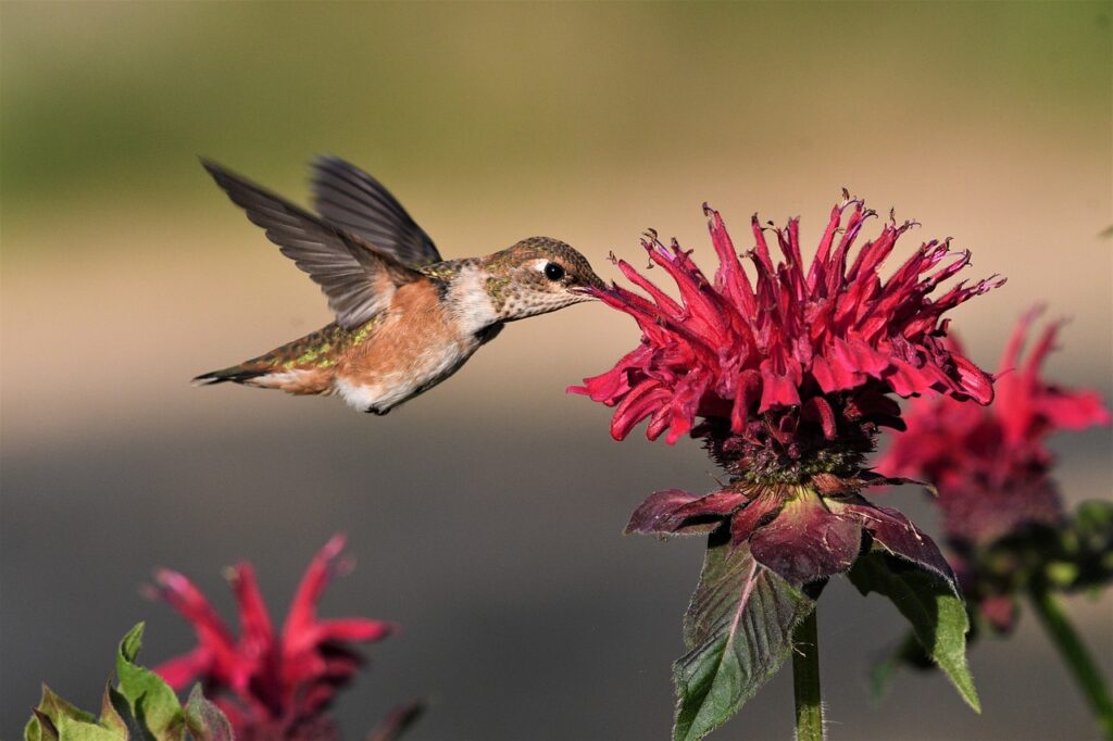 Hummingbird drinking nectar