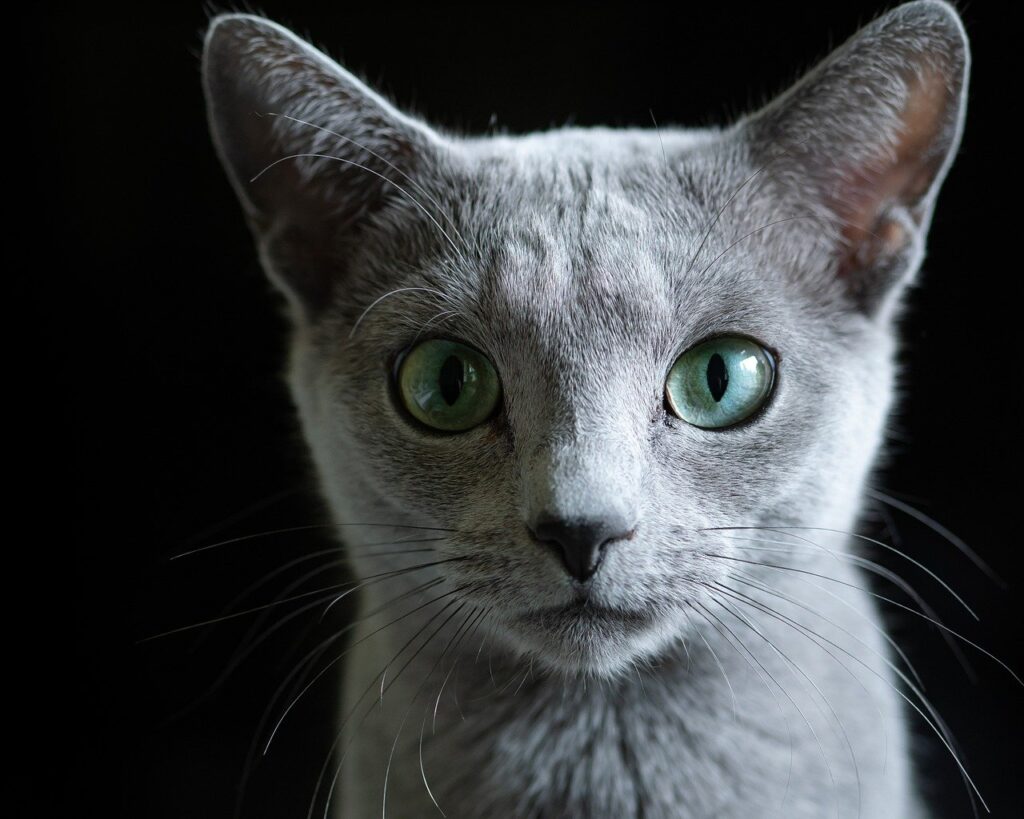 Russian Blue cat with striking green eyes.