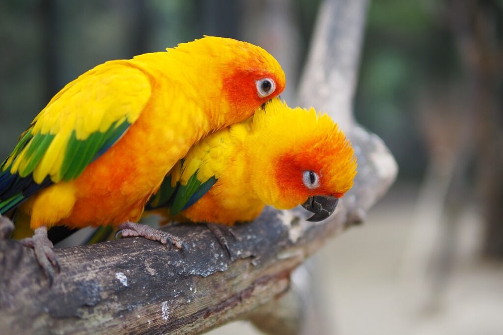 Two Sun Conures