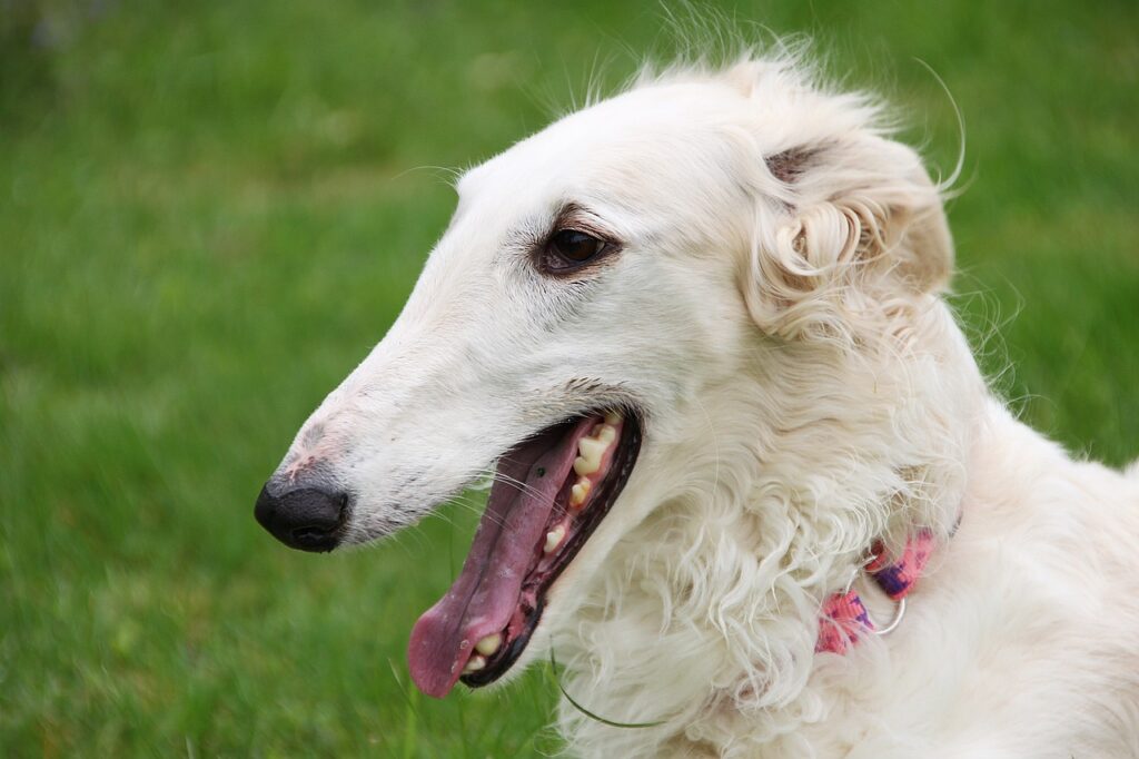 borzoi