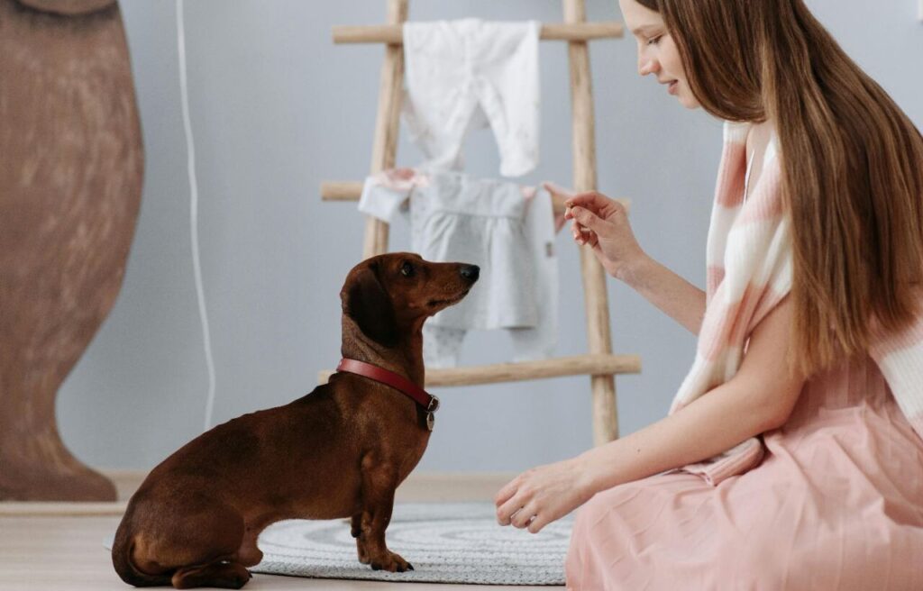 Dachshund sitting in front of a woman.